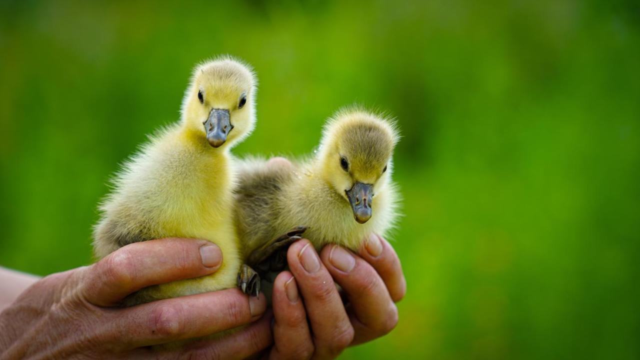 Arca Dos Animais - Farming & Spa Каштелу-Бранку Екстер'єр фото