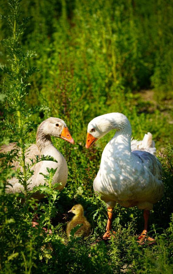 Arca Dos Animais - Farming & Spa Каштелу-Бранку Екстер'єр фото
