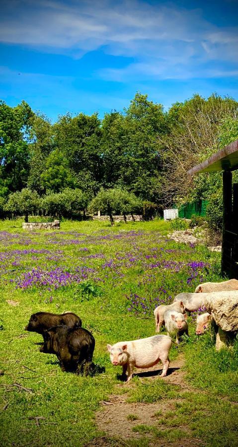 Arca Dos Animais - Farming & Spa Каштелу-Бранку Екстер'єр фото