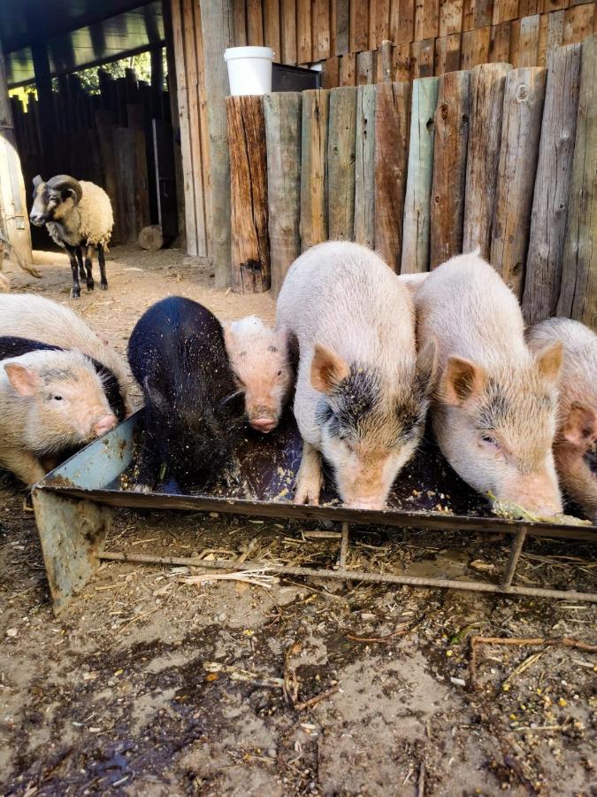 Arca Dos Animais - Farming & Spa Каштелу-Бранку Екстер'єр фото